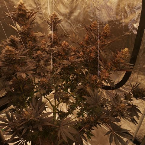 10th Planet growlog timeline photo