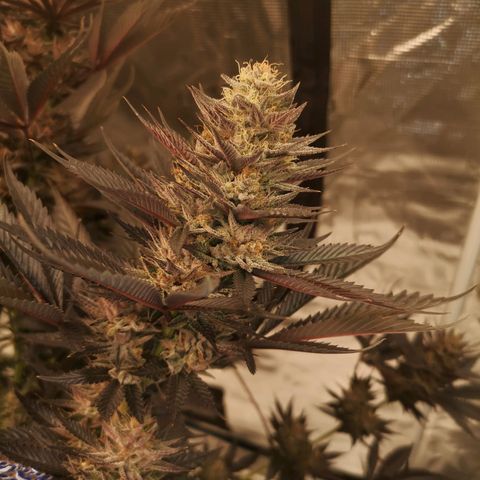10th Planet growlog timeline photo