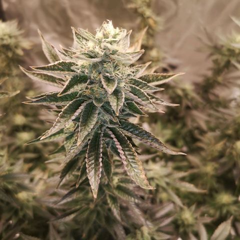 O. K. C growlog timeline photo