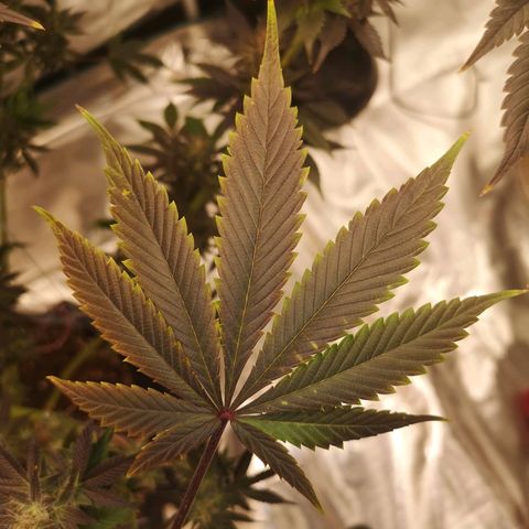 10th Planet growlog timeline photo