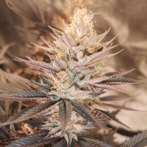 10th Planet growlog timeline photo