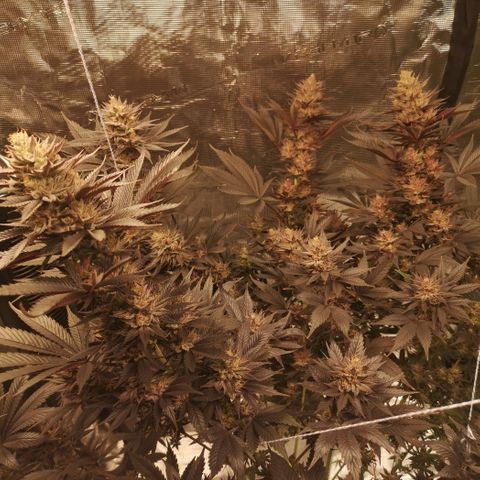 10th Planet growlog timeline photo