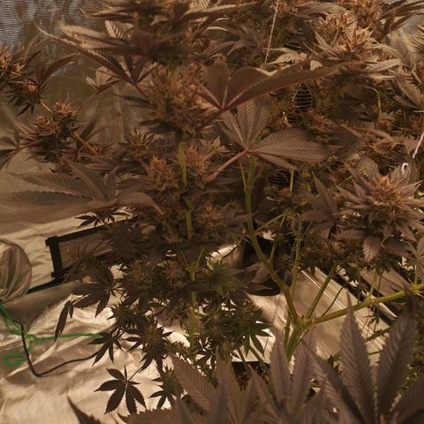 10th Planet growlog timeline photo