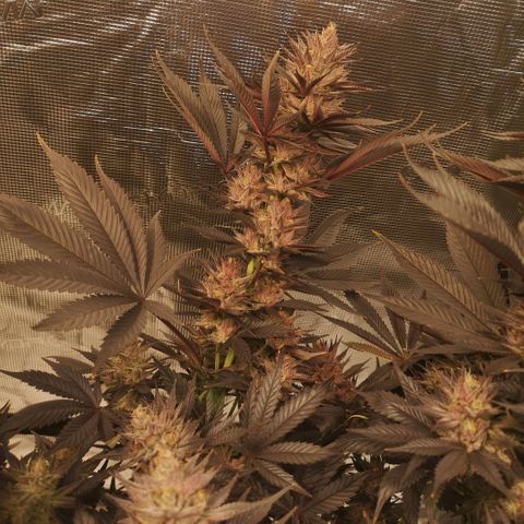 10th Planet growlog timeline photo