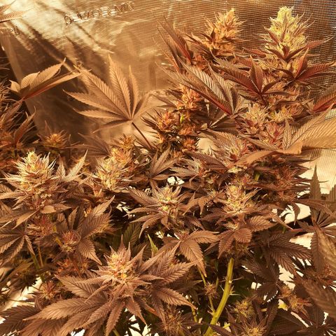 10th Planet growlog timeline photo
