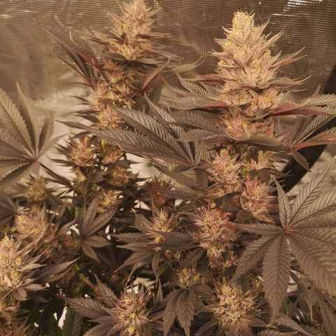 10th Planet growlog timeline photo