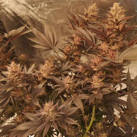 10th Planet growlog timeline photo