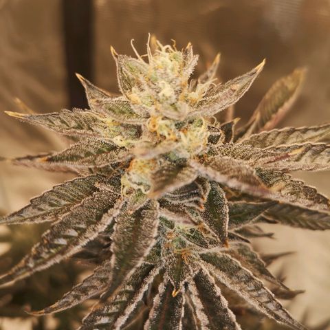 O. K. C growlog timeline photo