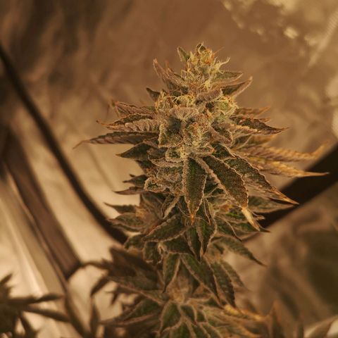 O. K. C growlog timeline photo