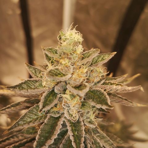 O. K. C growlog timeline photo