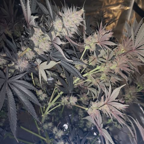 10th Planet growlog timeline photo