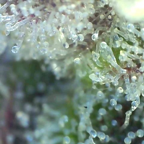 10th Planet growlog timeline photo