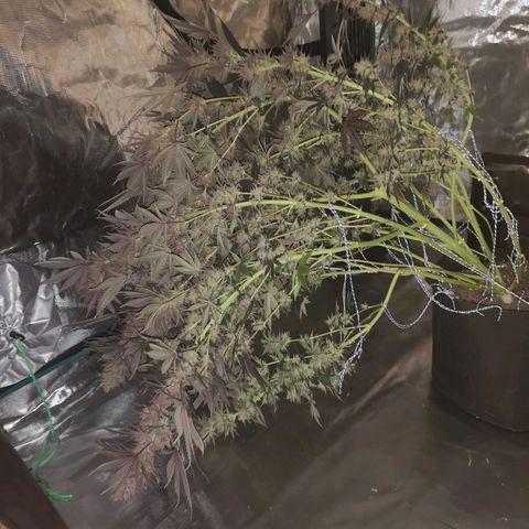 10th Planet growlog timeline photo