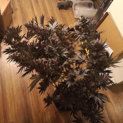 10th Planet growlog timeline photo