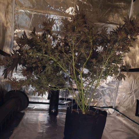 10th Planet growlog timeline photo