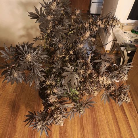 10th Planet growlog timeline photo