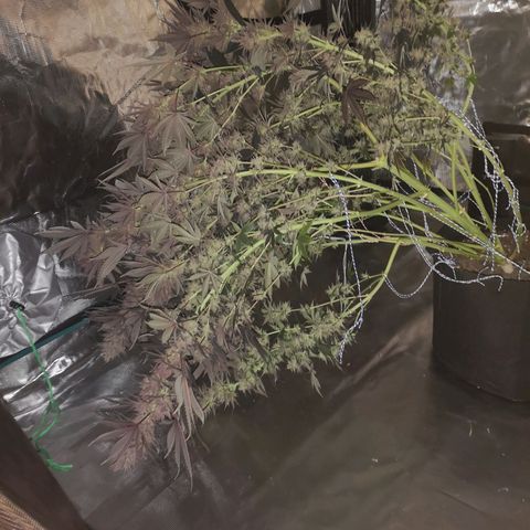 10th Planet growlog timeline photo