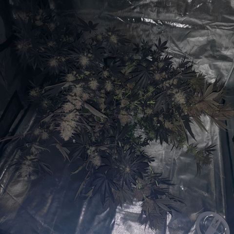 10th Planet growlog timeline photo