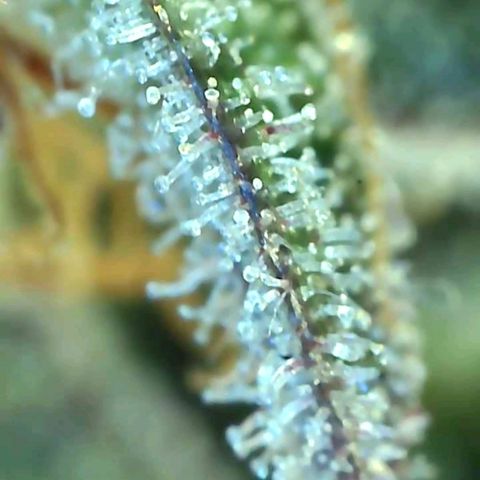 10th Planet growlog timeline photo