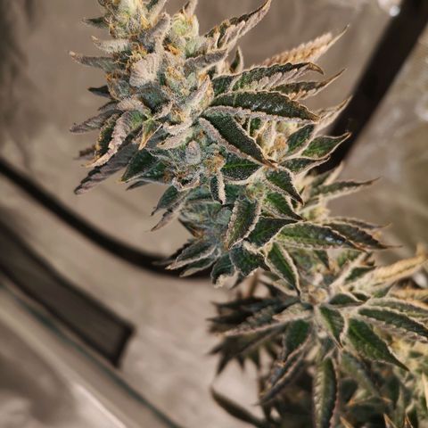 O. K. C growlog timeline photo