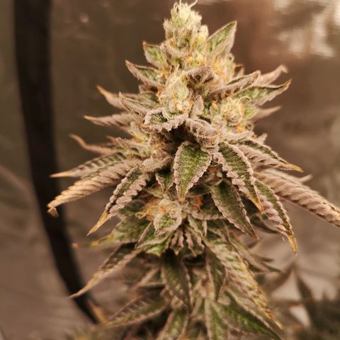 O. K. C growlog timeline photo