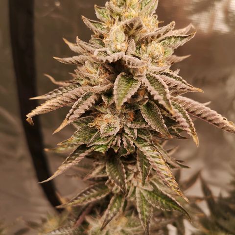 O. K. C growlog timeline photo