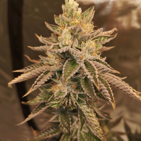 O. K. C growlog timeline photo