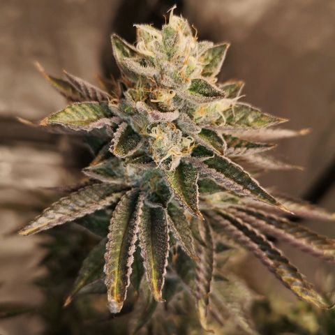 O. K. C growlog timeline photo