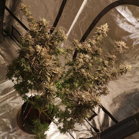 O. K. C growlog timeline photo