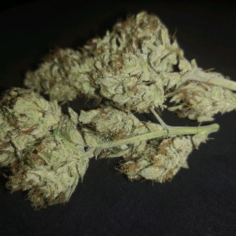 Banana hammock auto  growlog timeline photo