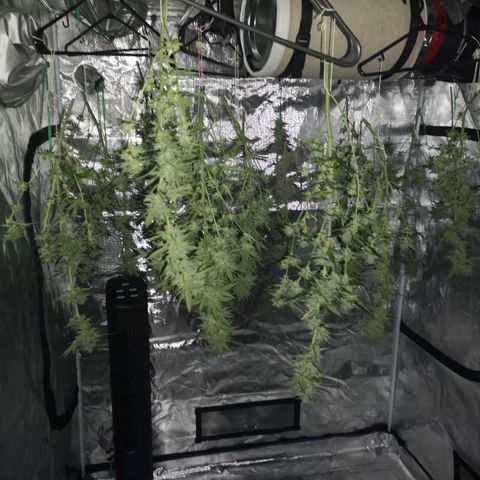 Banana hammock auto  growlog timeline photo