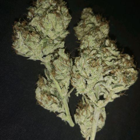 Banana hammock auto  growlog timeline photo