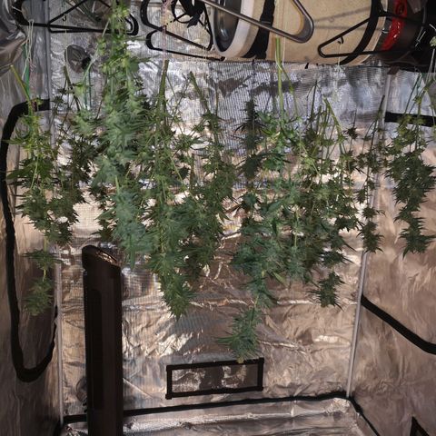 Banana hammock auto  growlog timeline photo