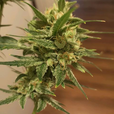 Banana hammock auto  growlog timeline photo