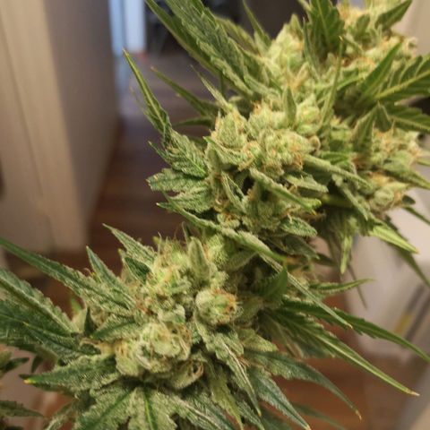 Banana hammock auto  growlog timeline photo