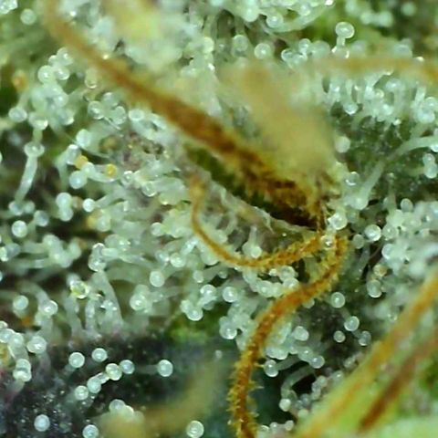 10th Planet growlog timeline photo