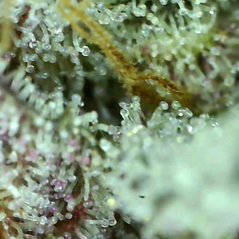 10th Planet growlog timeline photo