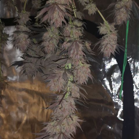 10th Planet growlog timeline photo