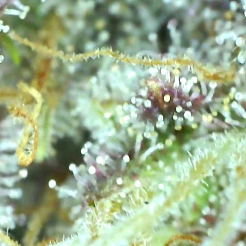 10th Planet growlog timeline photo