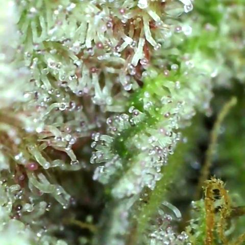 10th Planet growlog timeline photo