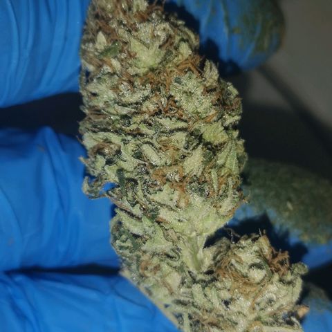 Cheese growlog timeline photo
