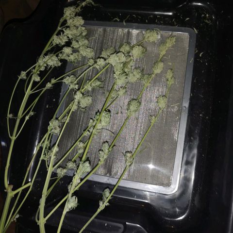 Cheese growlog timeline photo
