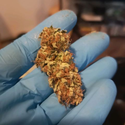 Grandaddy black growlog timeline photo