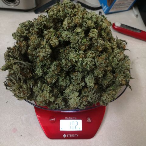 Grandaddy black growlog timeline photo