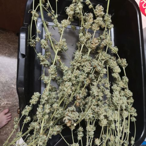 Grandaddy black growlog timeline photo