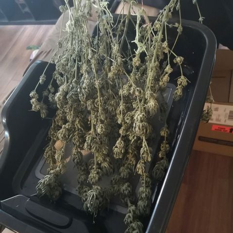 Northern Lights #5 growlog timeline photo