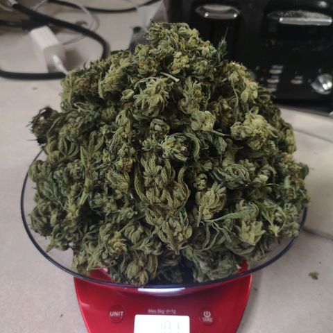 Northern Lights #5 growlog timeline photo