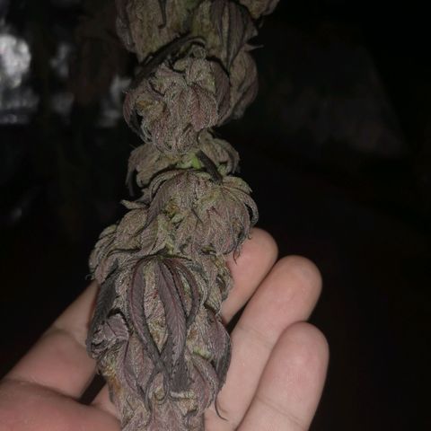 10th Planet growlog timeline photo
