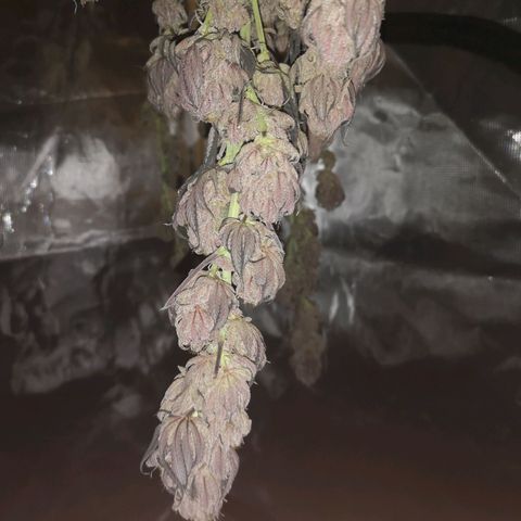 10th Planet growlog timeline photo