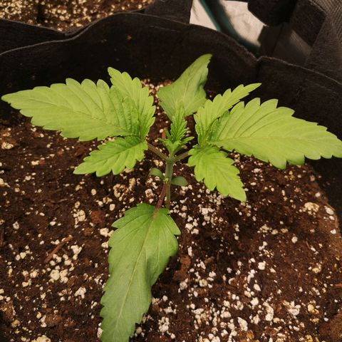 Og kush auto growlog timeline photo